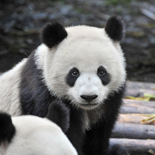 Panda velká ohrožený druh posloužil jako námět na stříbrný prstýnek.